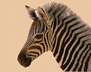 031021_zebra.gif