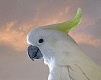 031208_bird.gif