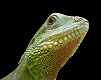 031021_reptile.gif