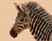 031021_zebra.gif