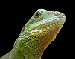 031021_reptile.gif